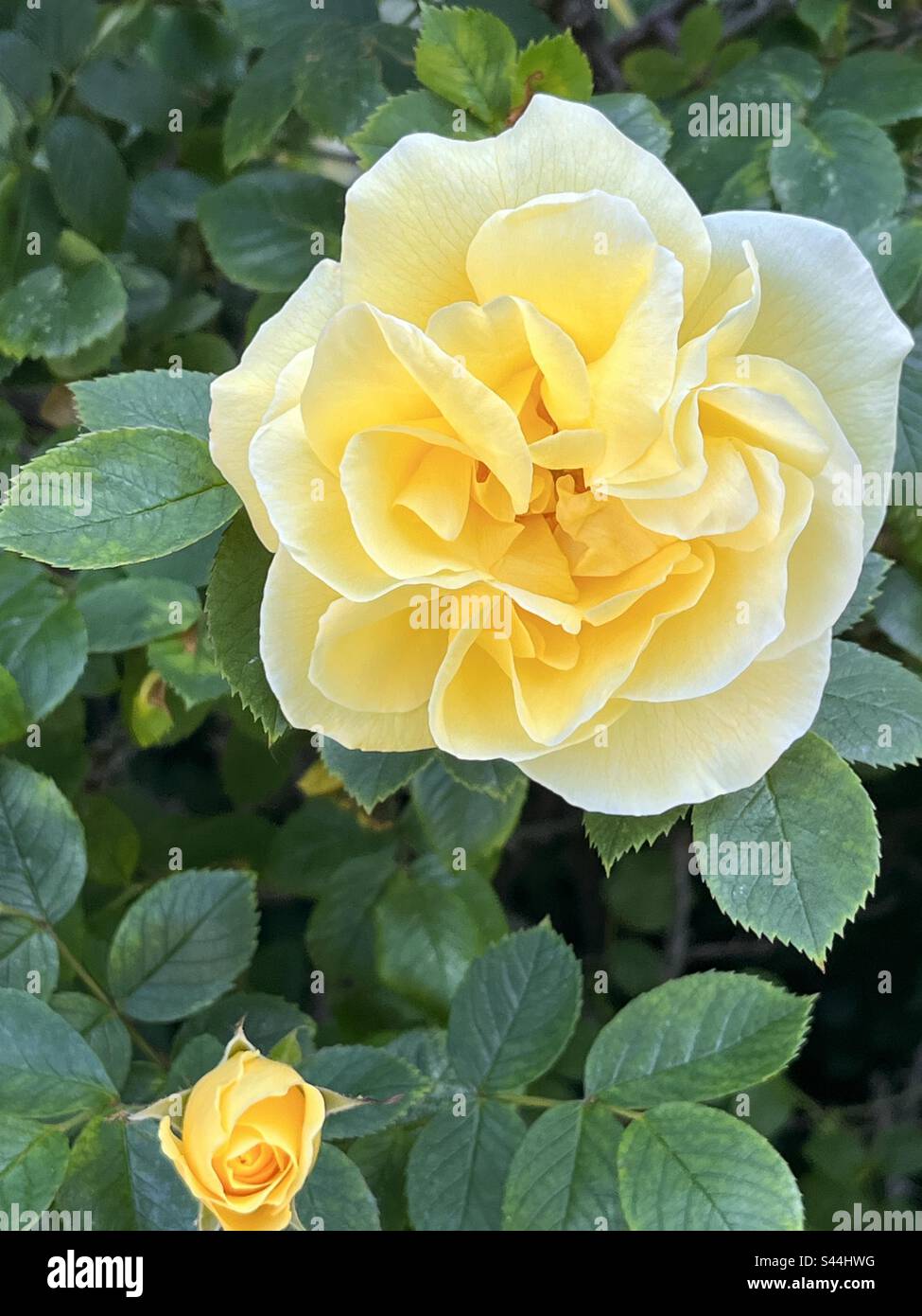 Gelbgrüne Rosen Stockfoto