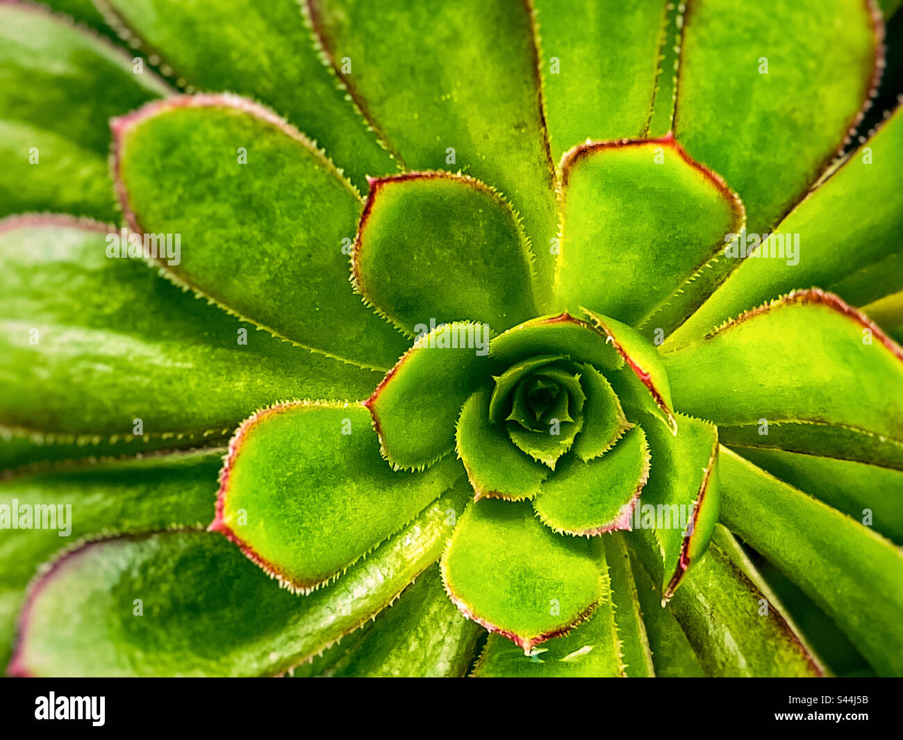 Nahaufnahme Vollformat-Hintergrundfoto der Aeonium Sukculent-Pflanze, auch bekannt als Tree Stameleeks. Direkt über dem Schuss. Muster, Symmetrie. - Smartphone-aufgenommenes Stockfoto