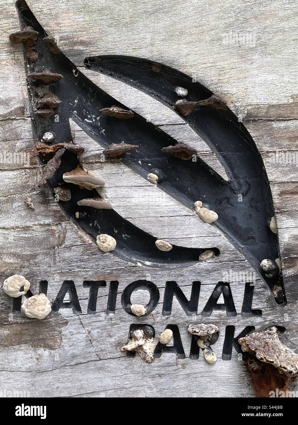 Singapur National Parks Logo in Holz geschnitzt und mit Pilzen bedeckt Stockfoto