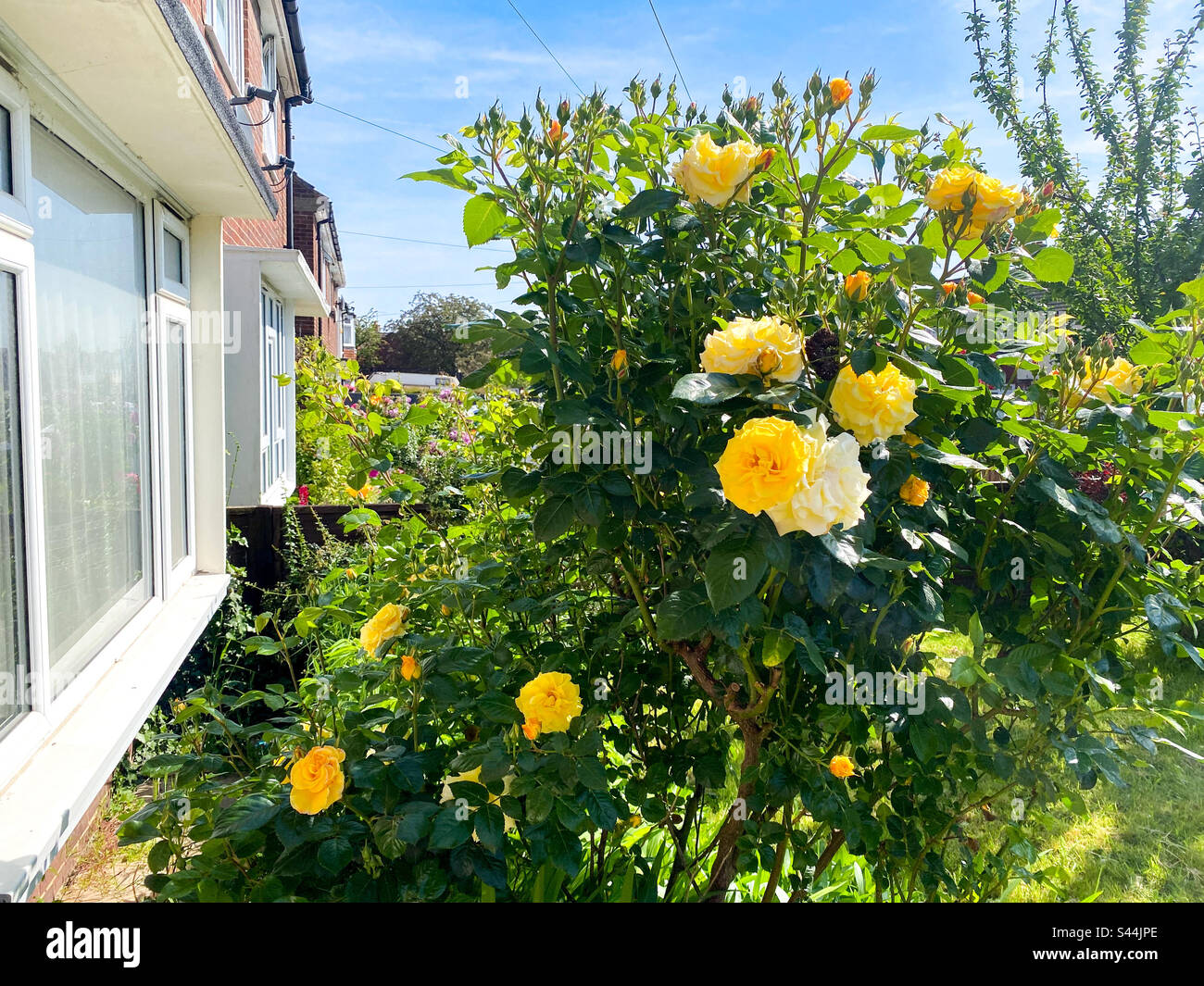 Eine gelbe Rose in einem Vorgarten, die blüht. - Smartphone-aufgenommenes Stockfoto