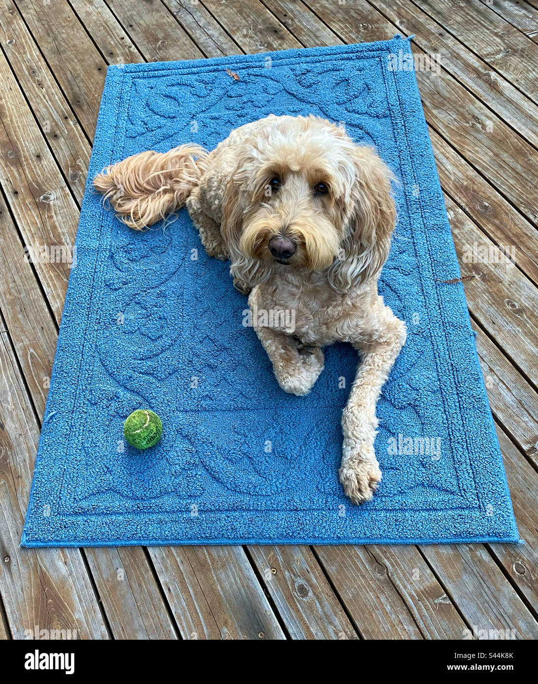 Hund liegt auf einem blauen Teppich, auf einer Holzterrasse Stockfoto