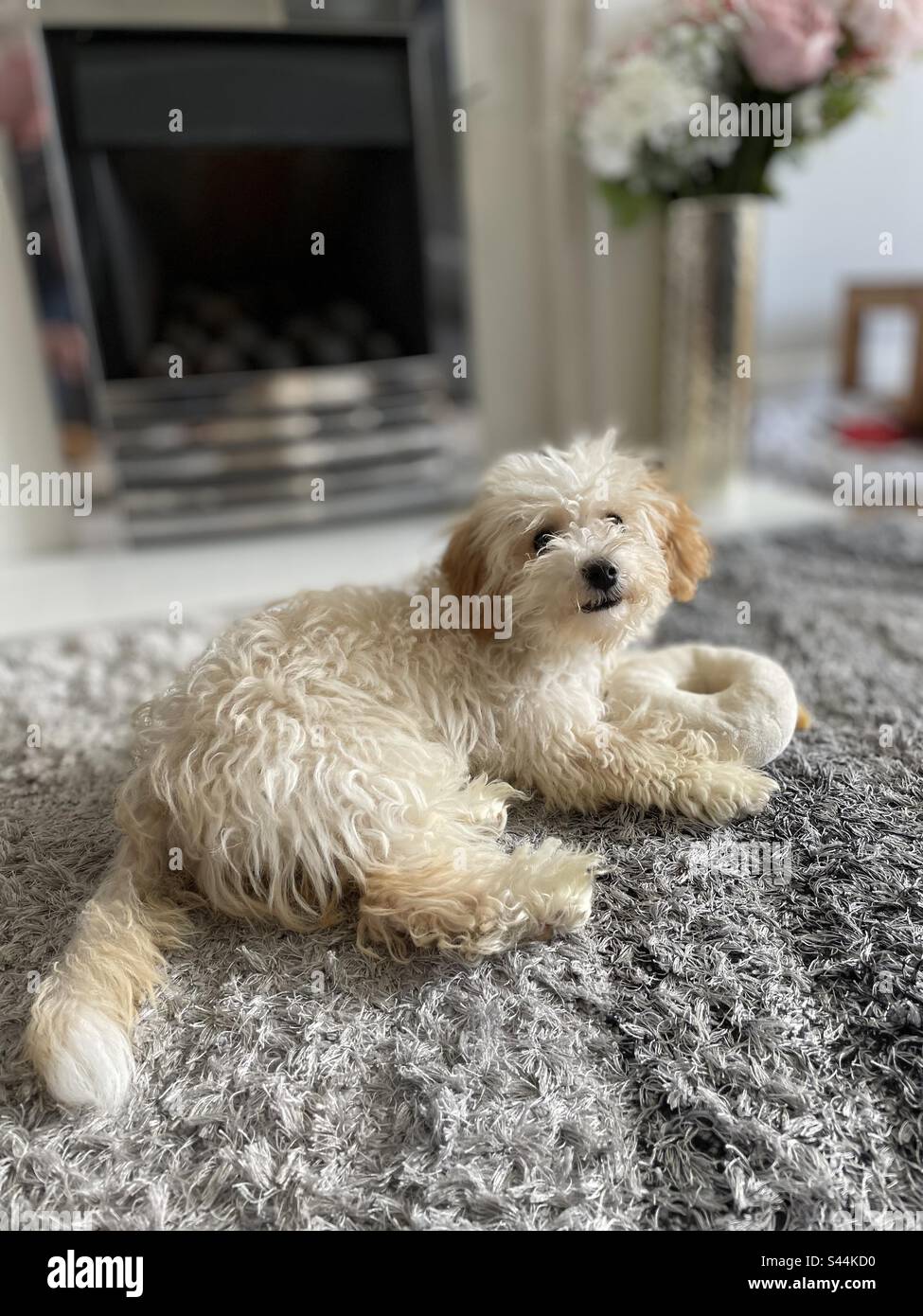 Hund sitzt. Stockfoto