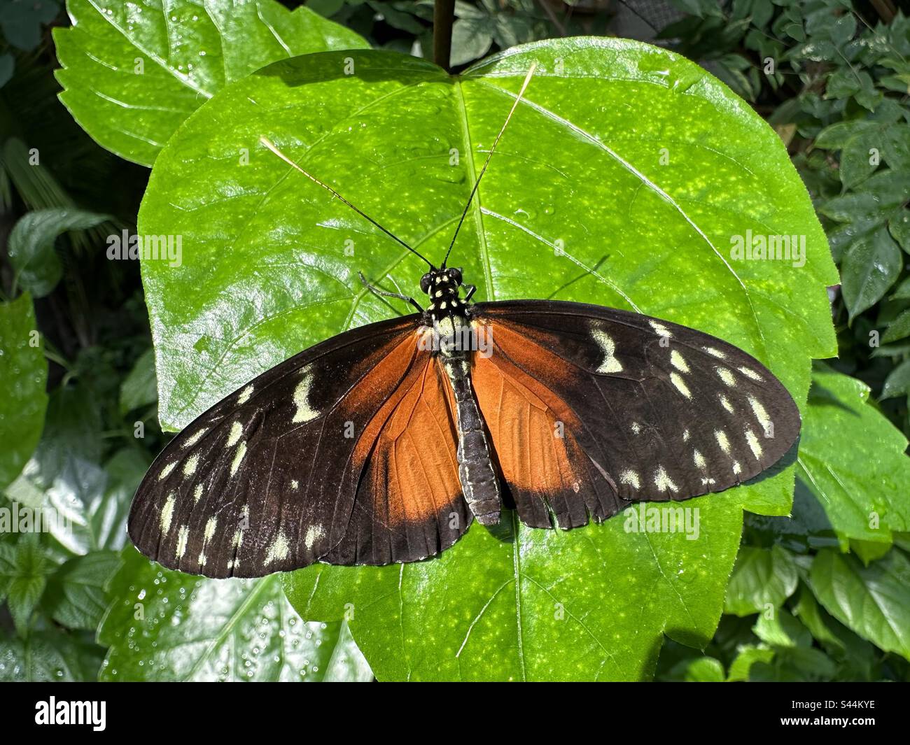 Tiger Longwings Schmetterling aus der bürstenfüßigen Schmetterling Familie Stockfoto