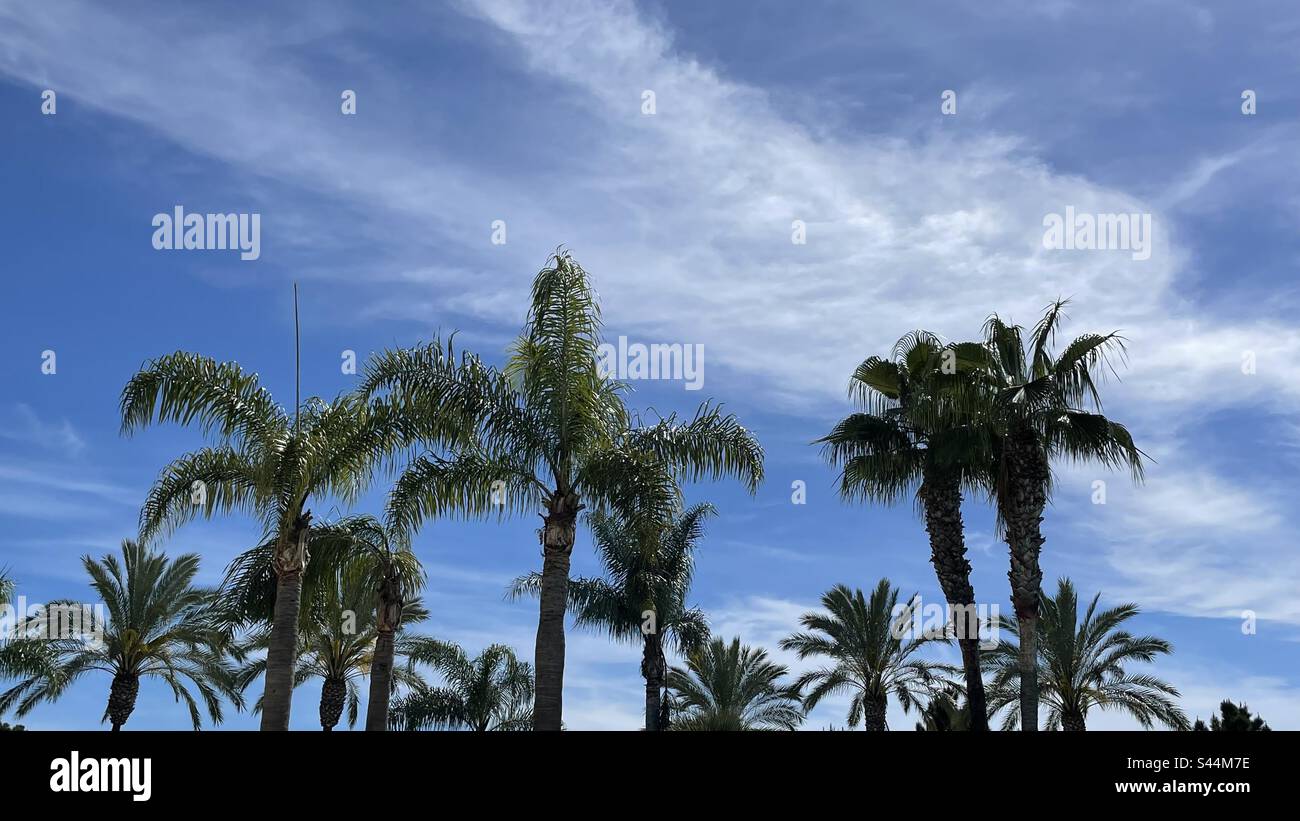 Tropische Palmen. In Portugal registriert, aber es könnte überall im Mittelmeer oder in weiter entfernten Gebieten sein. Stockfoto