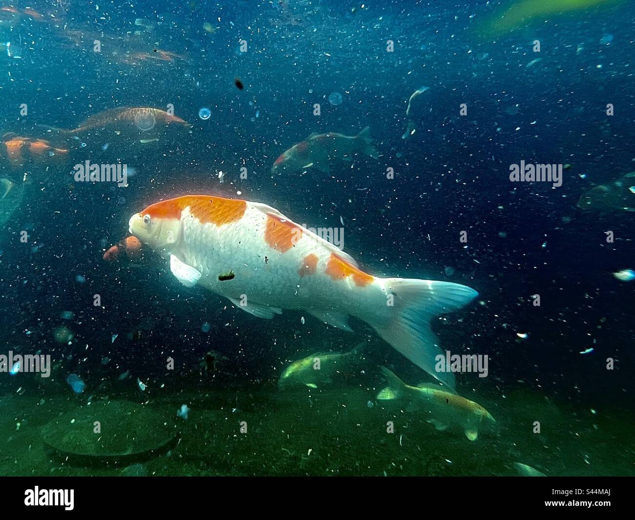 Unterwasseraufnahme aus weißem und orangefarbenem Koi nishikigoi (cyprinus rubrofuscus) Stockfoto