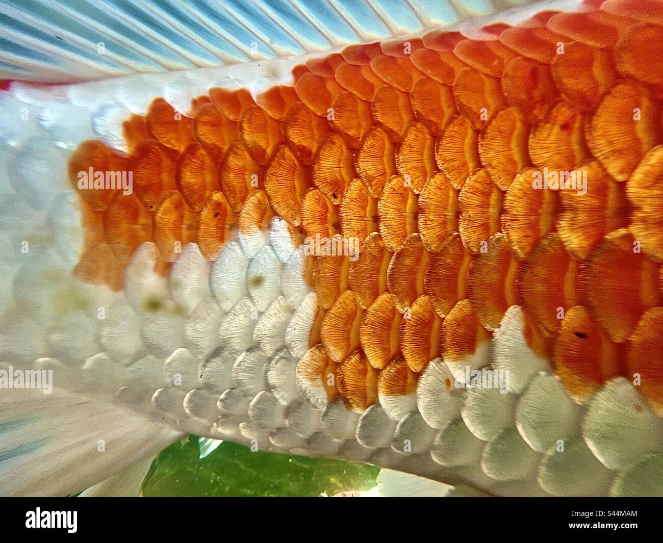 Nahaufnahme von Koi-Fischschuppen in Orange und Weiß Stockfoto