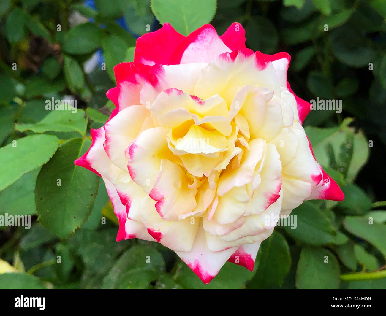 Eine rot verzierte weiße Rose mit einer gelben Mitte Stockfoto