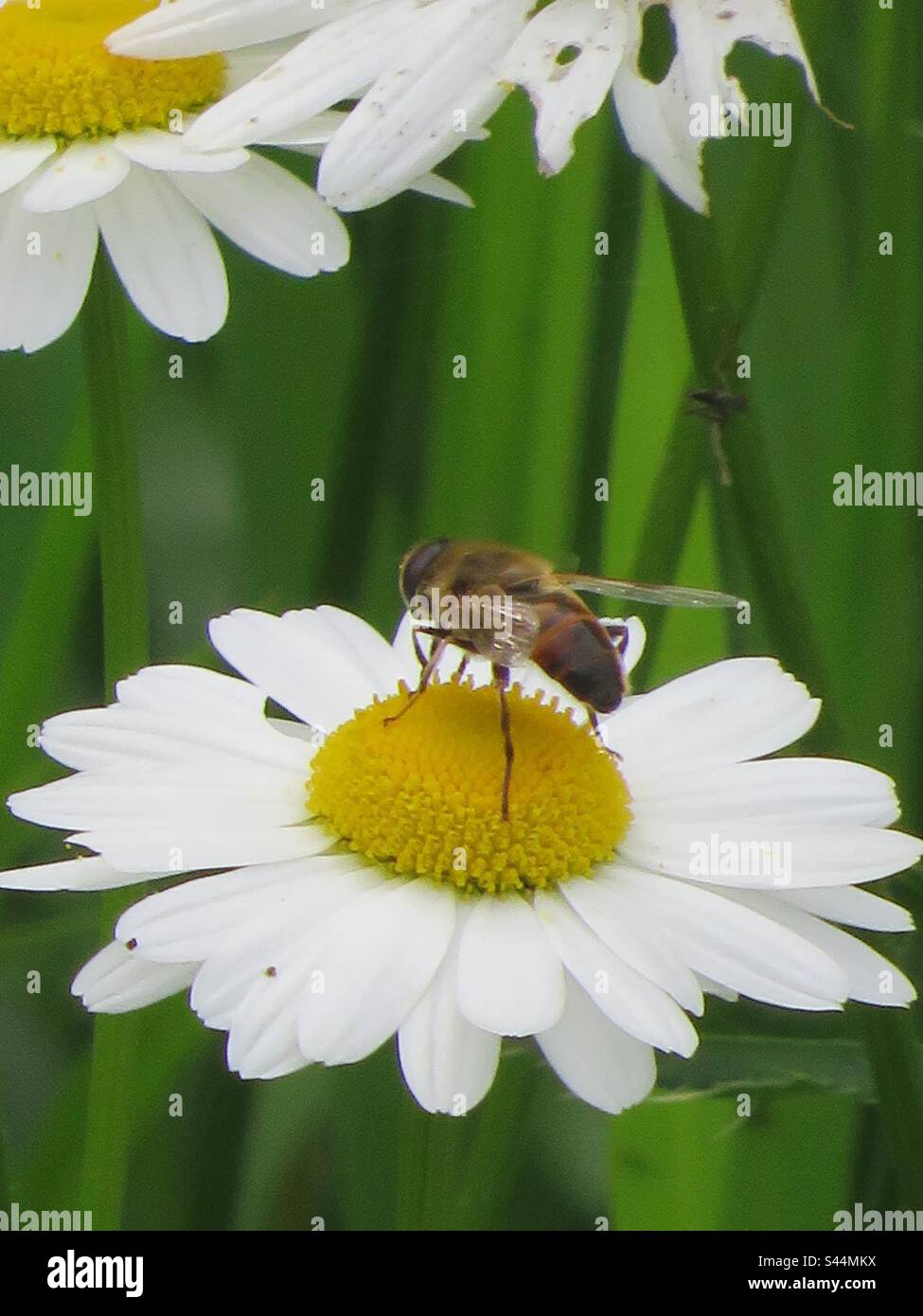 Biene auf Daisy! Die Schweiz! - Smartphone-aufgenommenes Stockfoto