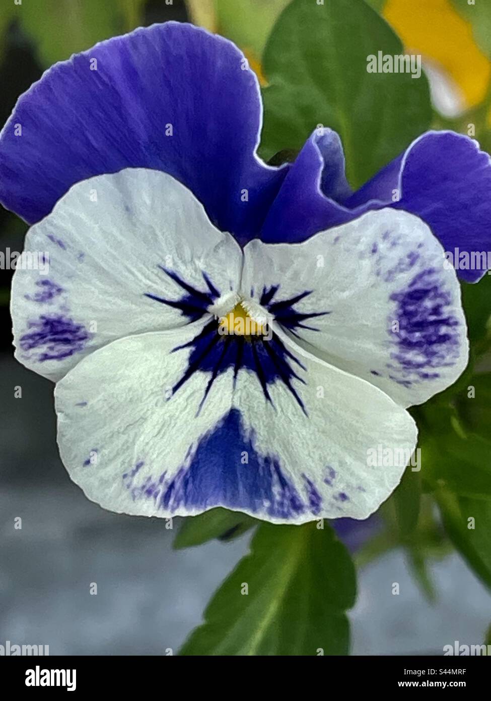 Freches Schwanzgesicht, immer in meinem Garten Stockfotografie - Alamy