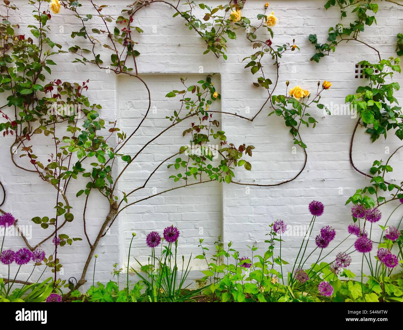 Rosewall auf weißem Hintergrund. Rosen an einer weißen Backsteinmauer. Wunderschön. Englischer Garten Stockfoto