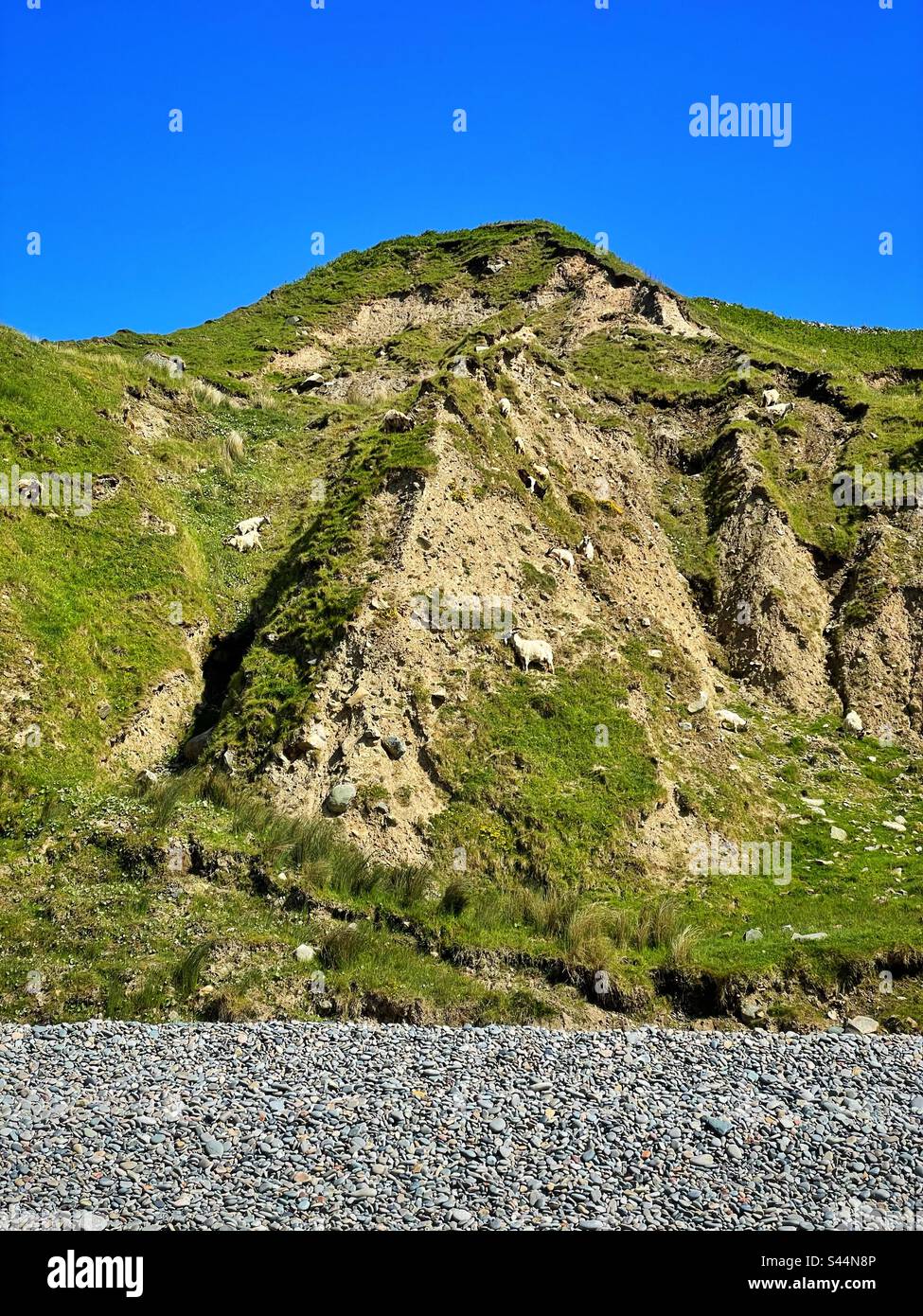 Klippen am Pistyll Beach, Llyn Peninsula, North Wales mit wilden Ziegen. Stockfoto