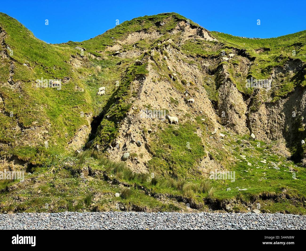 Wilde Ziegen auf Klippen am Pistyll Beach, Halbinsel Lleyn, Nordwales, Mai. Stockfoto