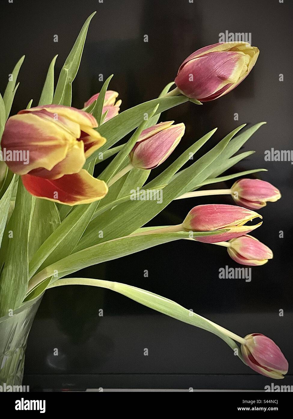 Seitenansicht der rosafarbenen und gelben Tulpen vor dunklem Hintergrund - Smartphone-aufgenommenes Stockfoto