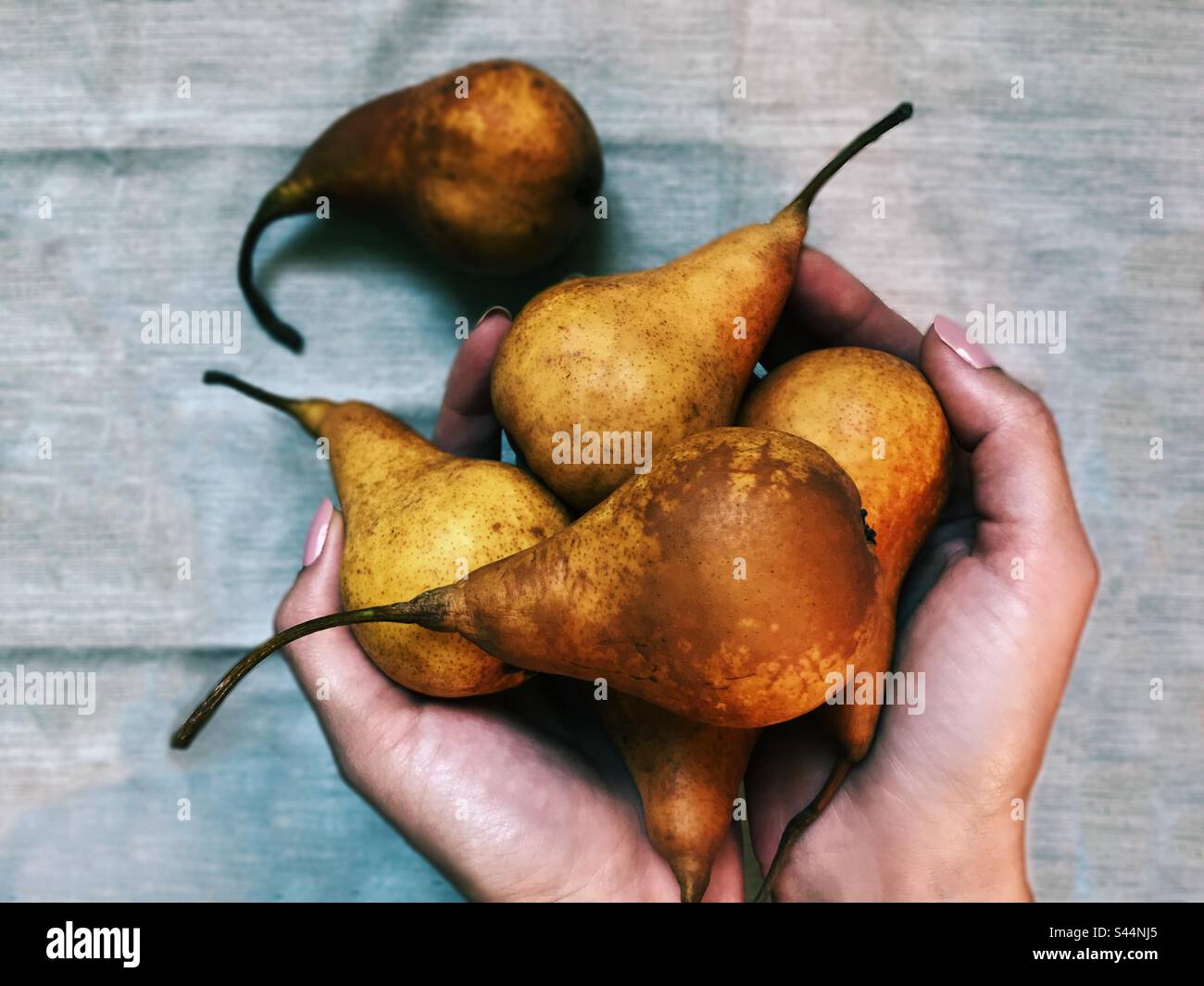 Frische, reife Bio-Birnen - Smartphone-aufgenommenes Stockfoto