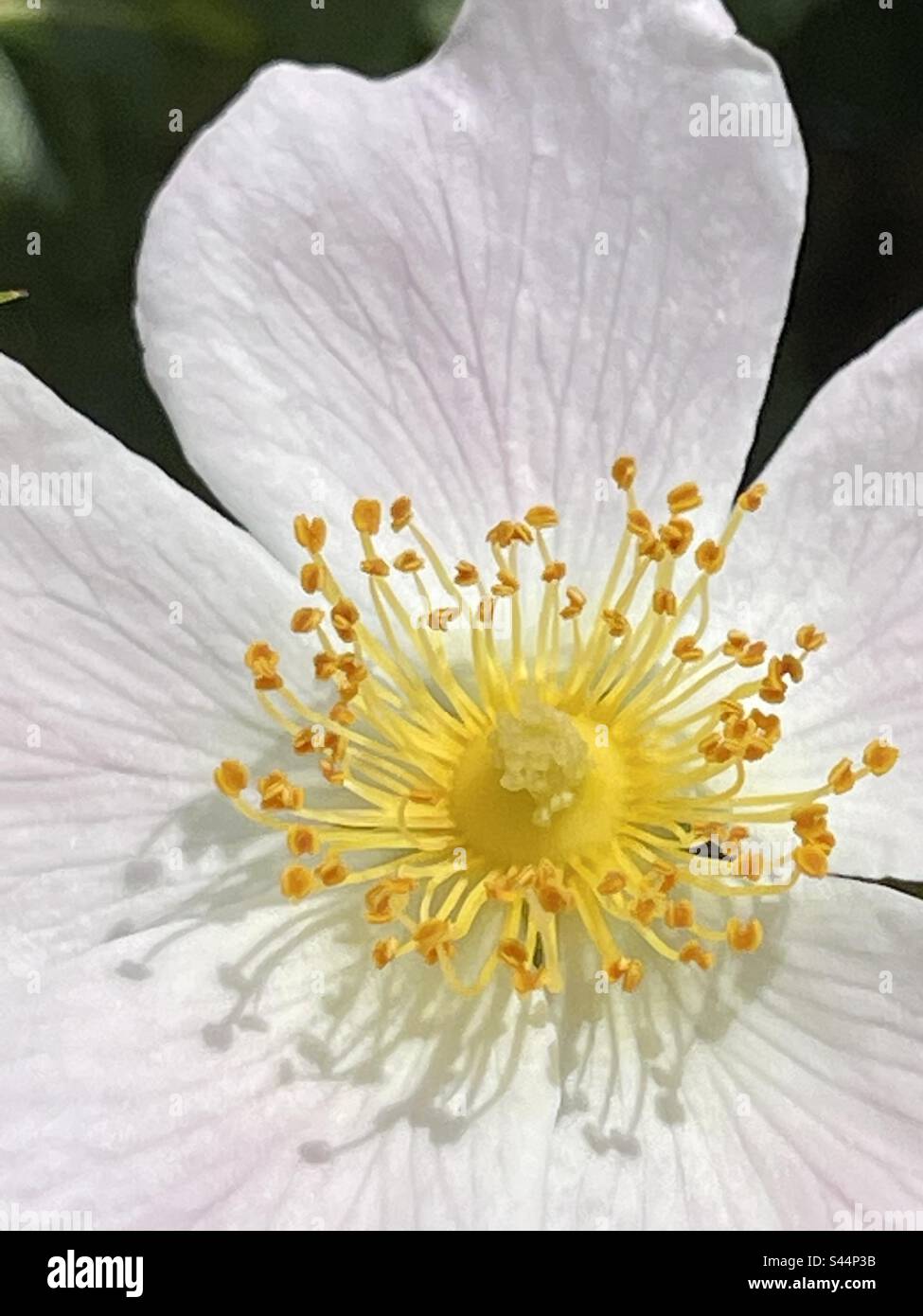 Stamen in weißer Blume. Ansicht schließen. Stockfoto