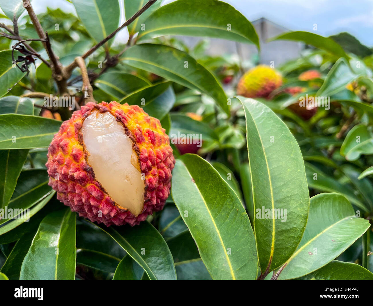 Vulkanischer Lychee Stockfoto