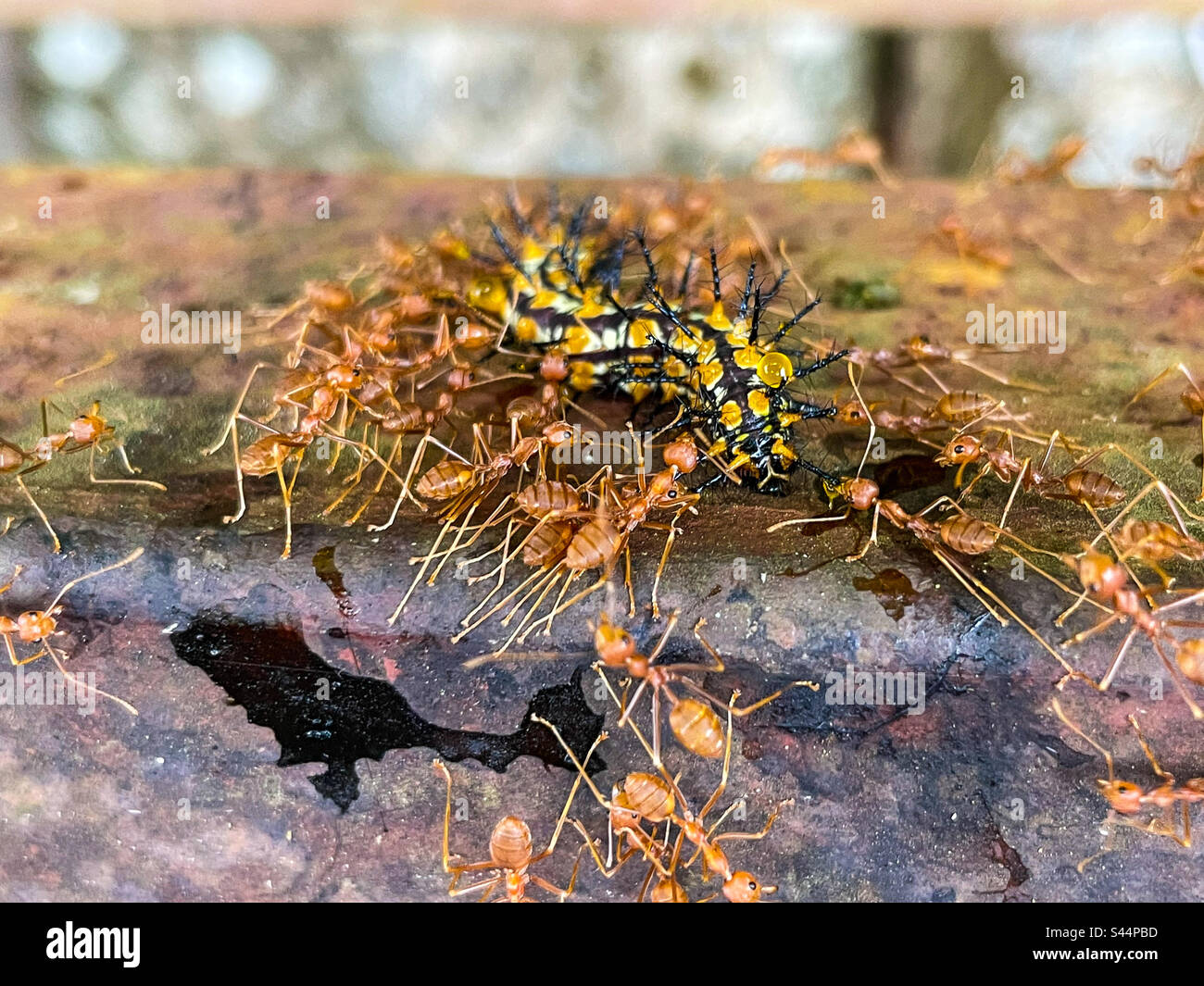 Verrückte gelbe Ameisen essen Raupen - Smartphone-aufgenommenes Stockfoto