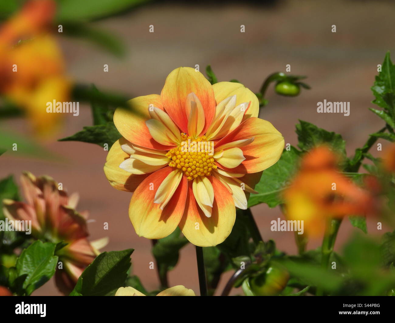 Dahlia pinnata ist ein DAUERGRÜNLAND, das auf 1 m (3ft 3in) anwächst. Die Art ist Hermaphrodit (hat sowohl männliche als auch weibliche Organe) und wird von Insekten bestäubt. - Smartphone-aufgenommenes Stockfoto