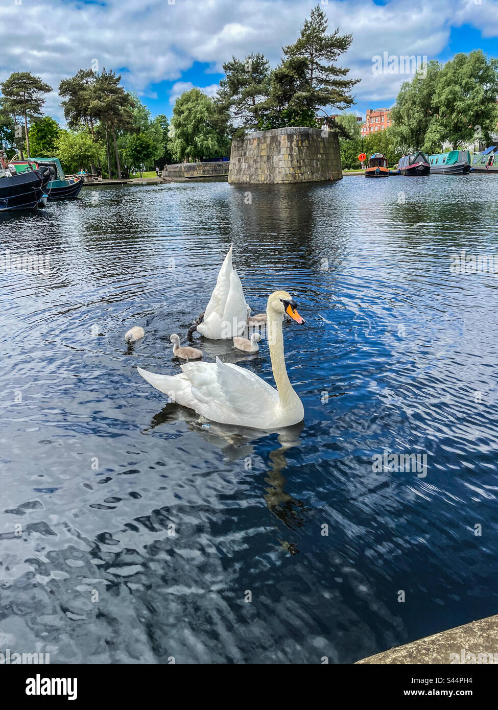 Schwäne am Yachthafen von Islington, Manchester Stockfoto