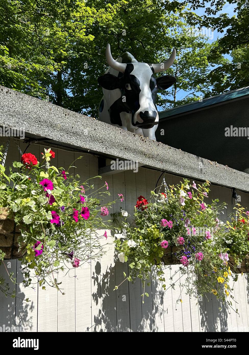 Schwarz-weiß täuscht eine Kuh auf einem Dach vor, mit Blumen in Hängekörben in Heights of Abraham Stockfoto