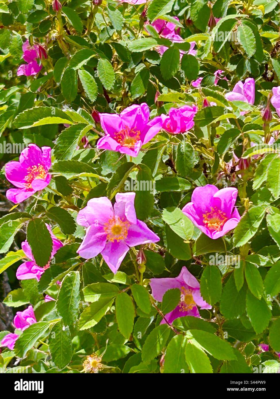 Wild Rose, Now Valley Provincial Park, Alberta, Kanada, Pink, Blumen, Die Natur Stockfoto