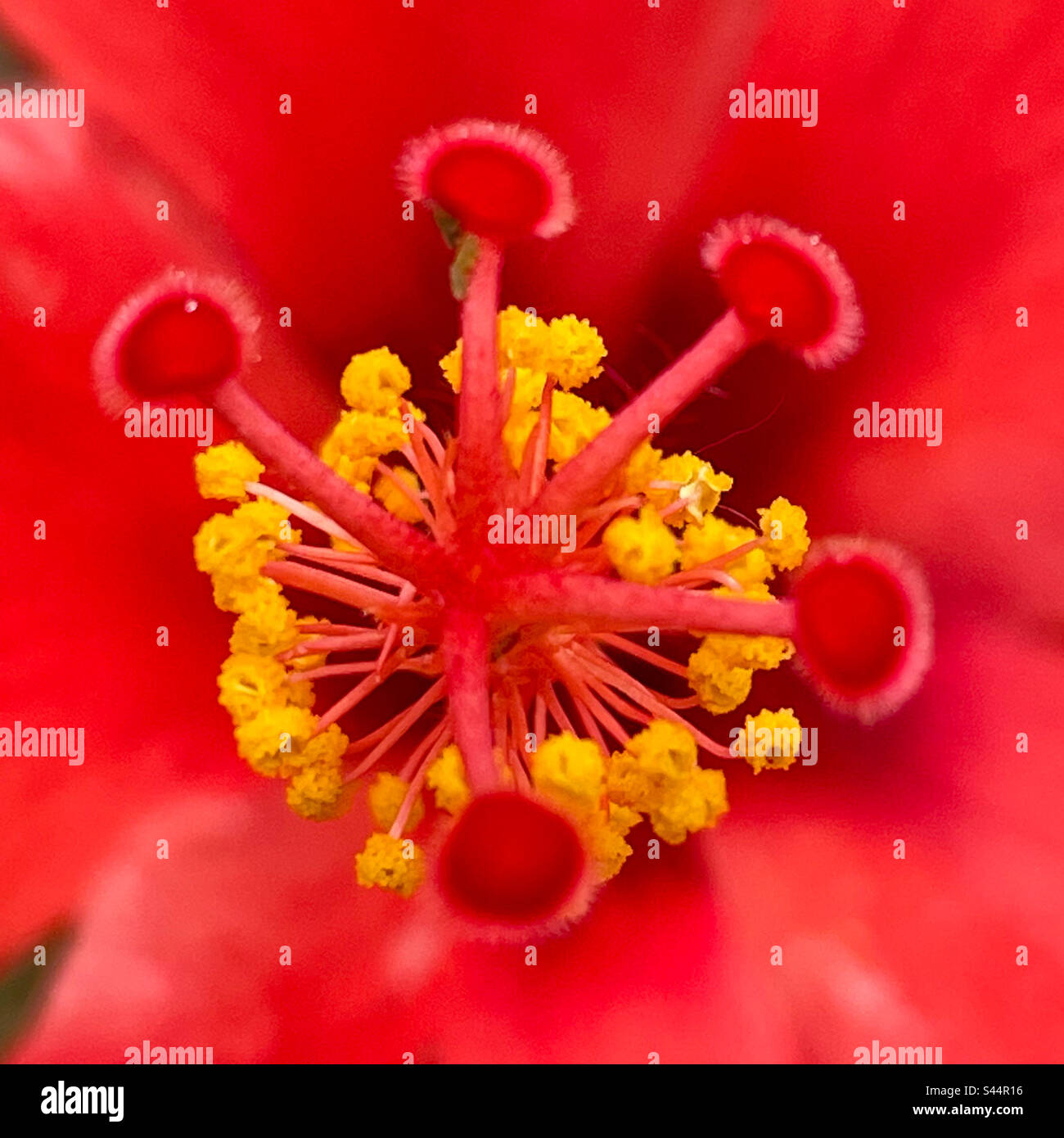 Hibiskus - Smartphone-aufgenommenes Stockfoto