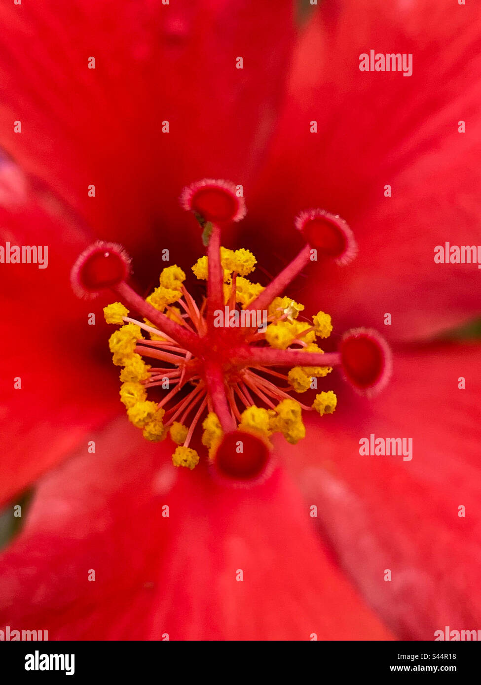 Hibiskus Stockfoto