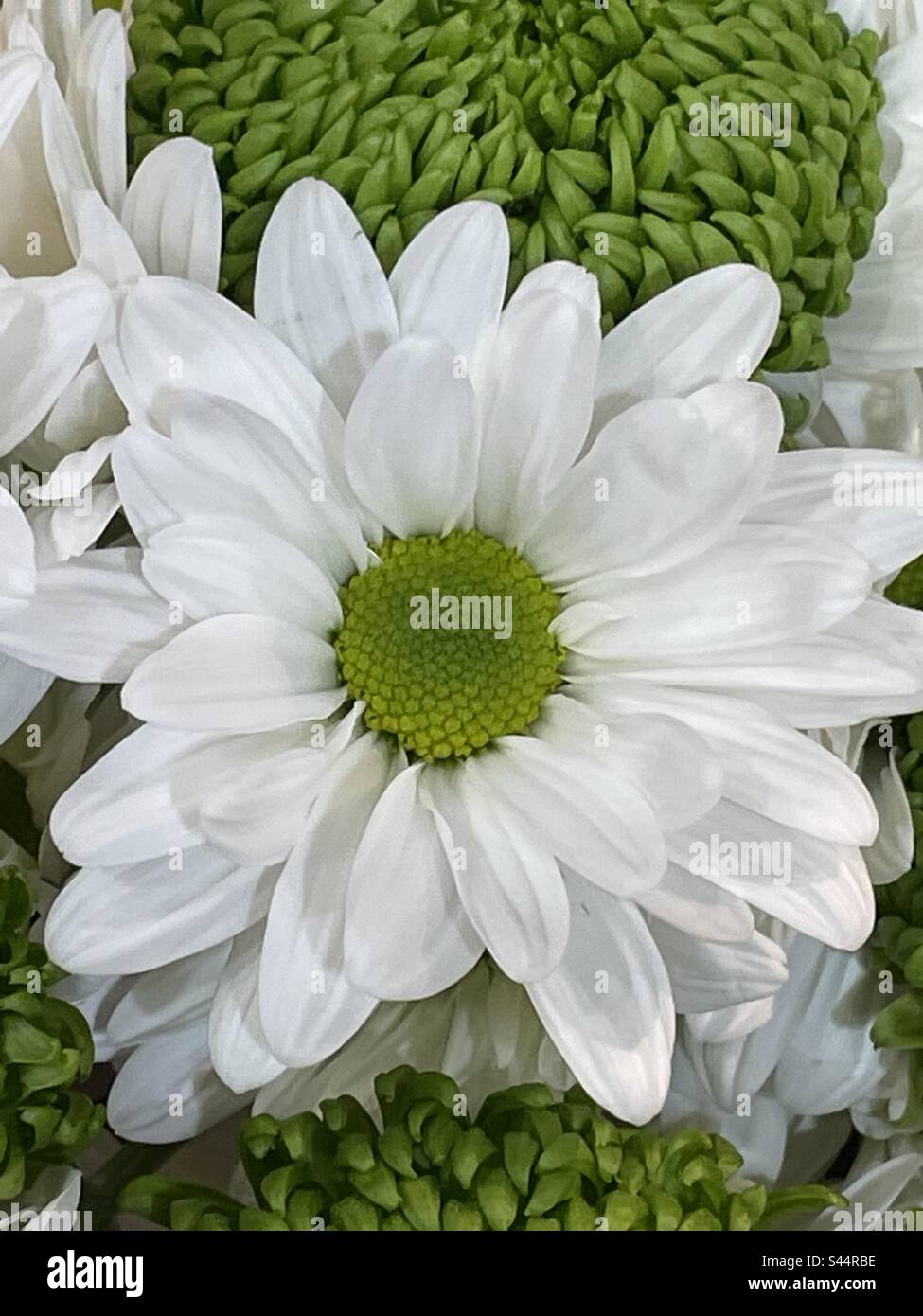 Wunderschöne weiße Blume wie eine Gänseblümchen mit hübschen grünen Chrysanthemen im Hintergrund Stockfoto