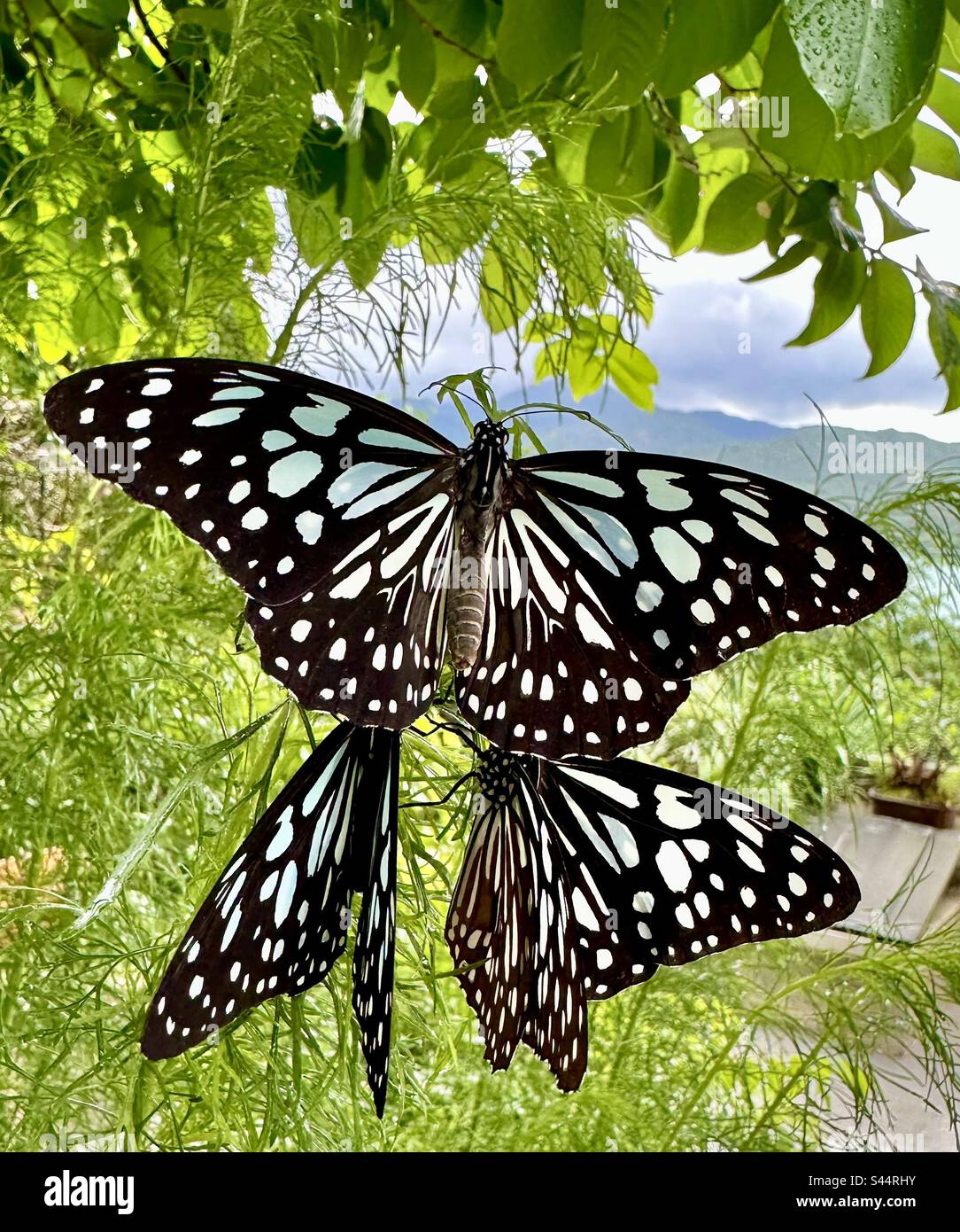 Blaue Tiger-Schmetterlinge, die sich von einer Dill-Pflanze in Hongkong ernähren Stockfoto