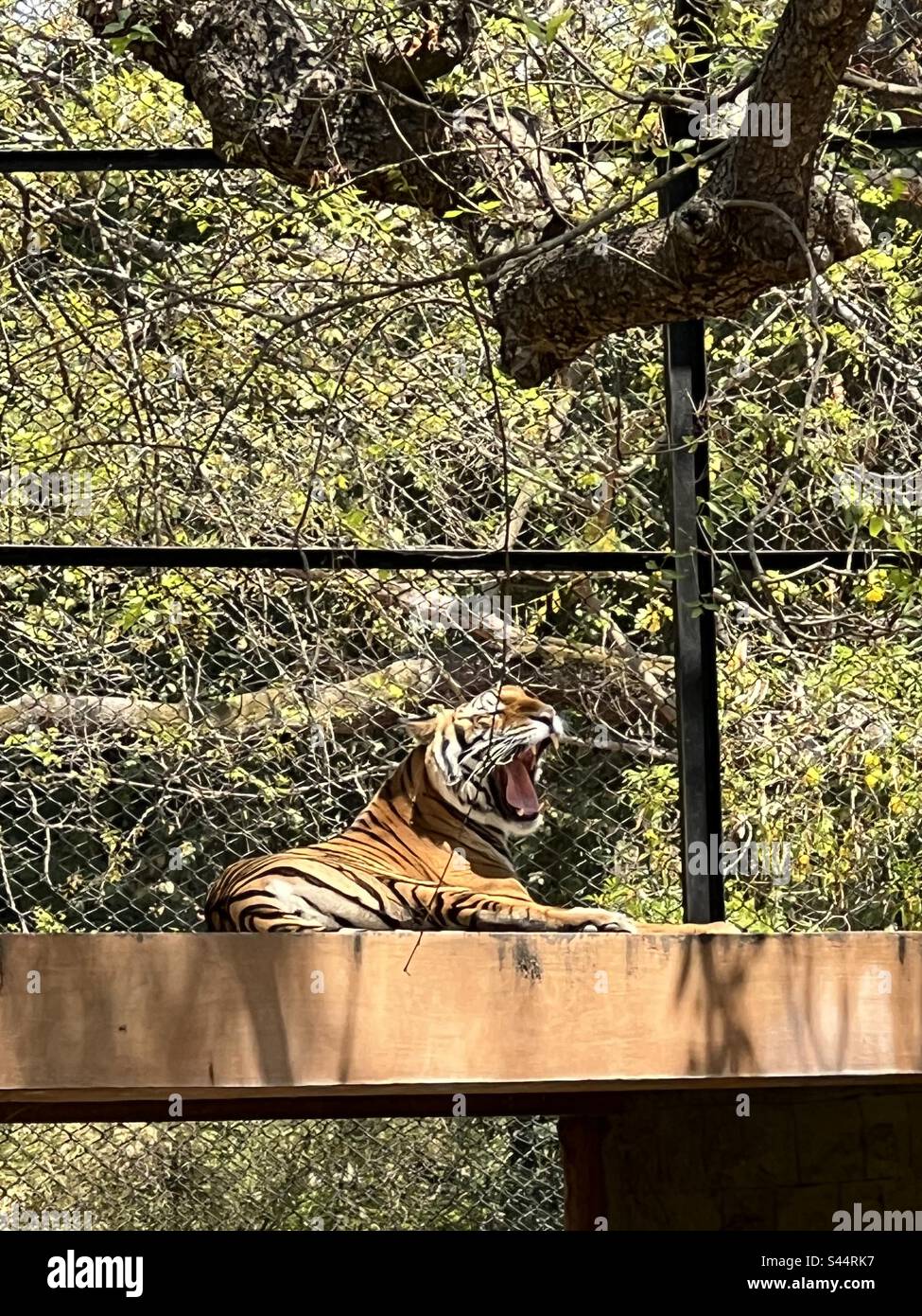 Ein mächtiger, gefährlicher und ausgewachsener Tiger, der in einem Zoo gähnt Stockfoto