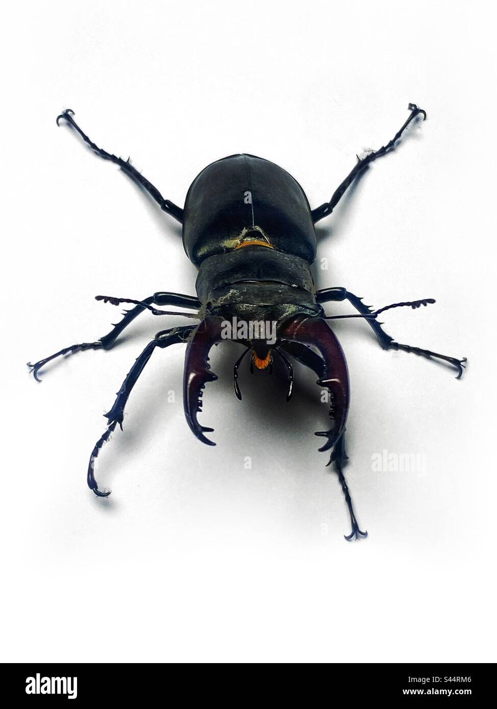 Männlicher Hirschkäfer Stockfoto