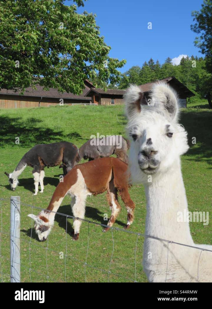 Alpaka! - Smartphone-aufgenommenes Stockfoto