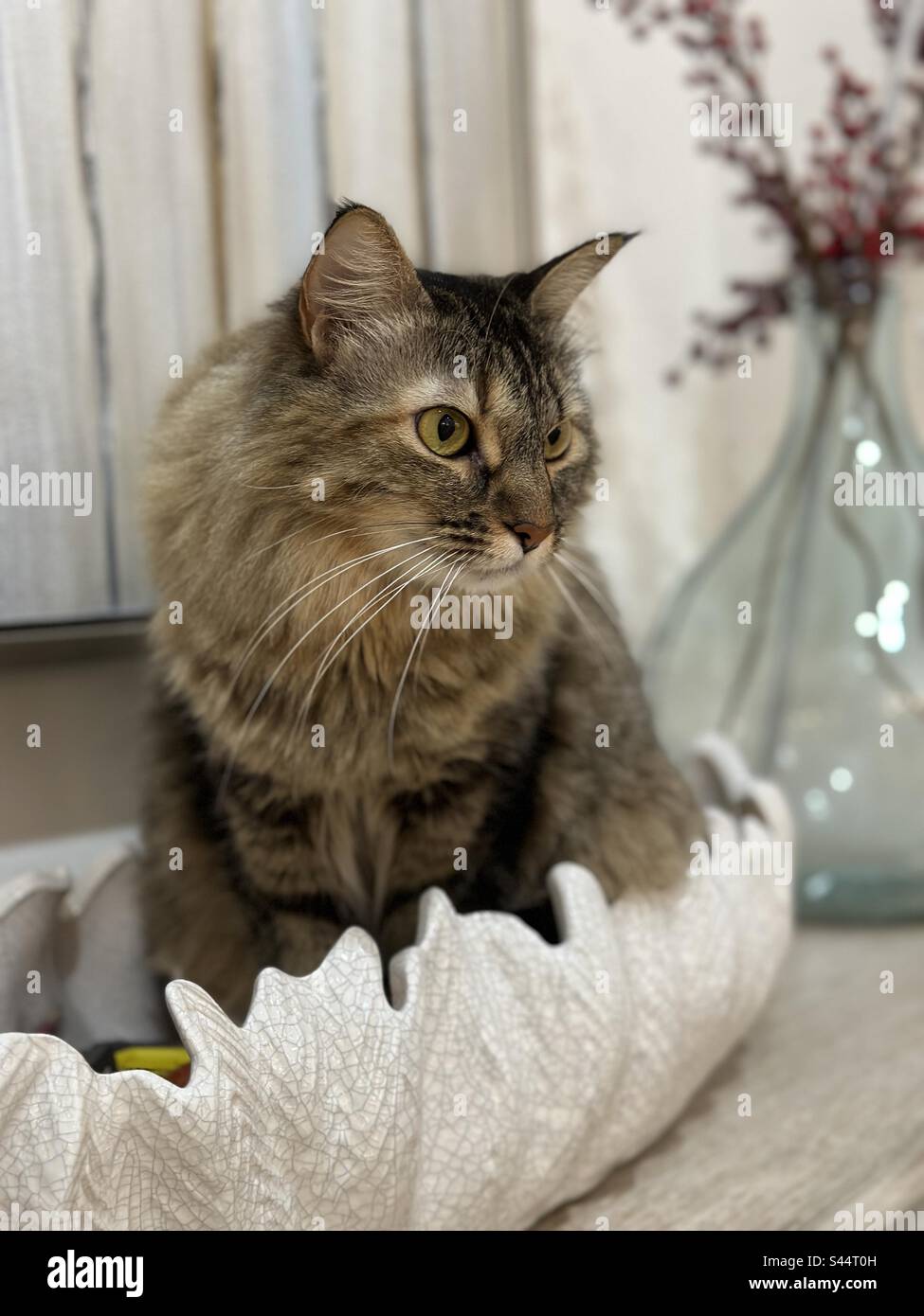 Tabby-Katzeneinstellung in einer weißen dekorativen Hülle - Smartphone-aufgenommenes Stockfoto