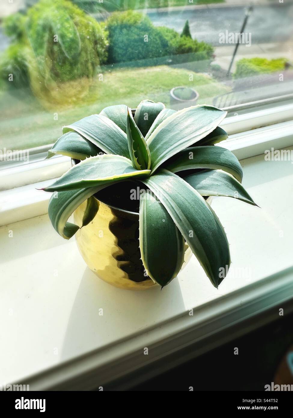 Agave "Creme Spike" Hauspflanze in einem goldenen Topf in einem Fenster. Stockfoto