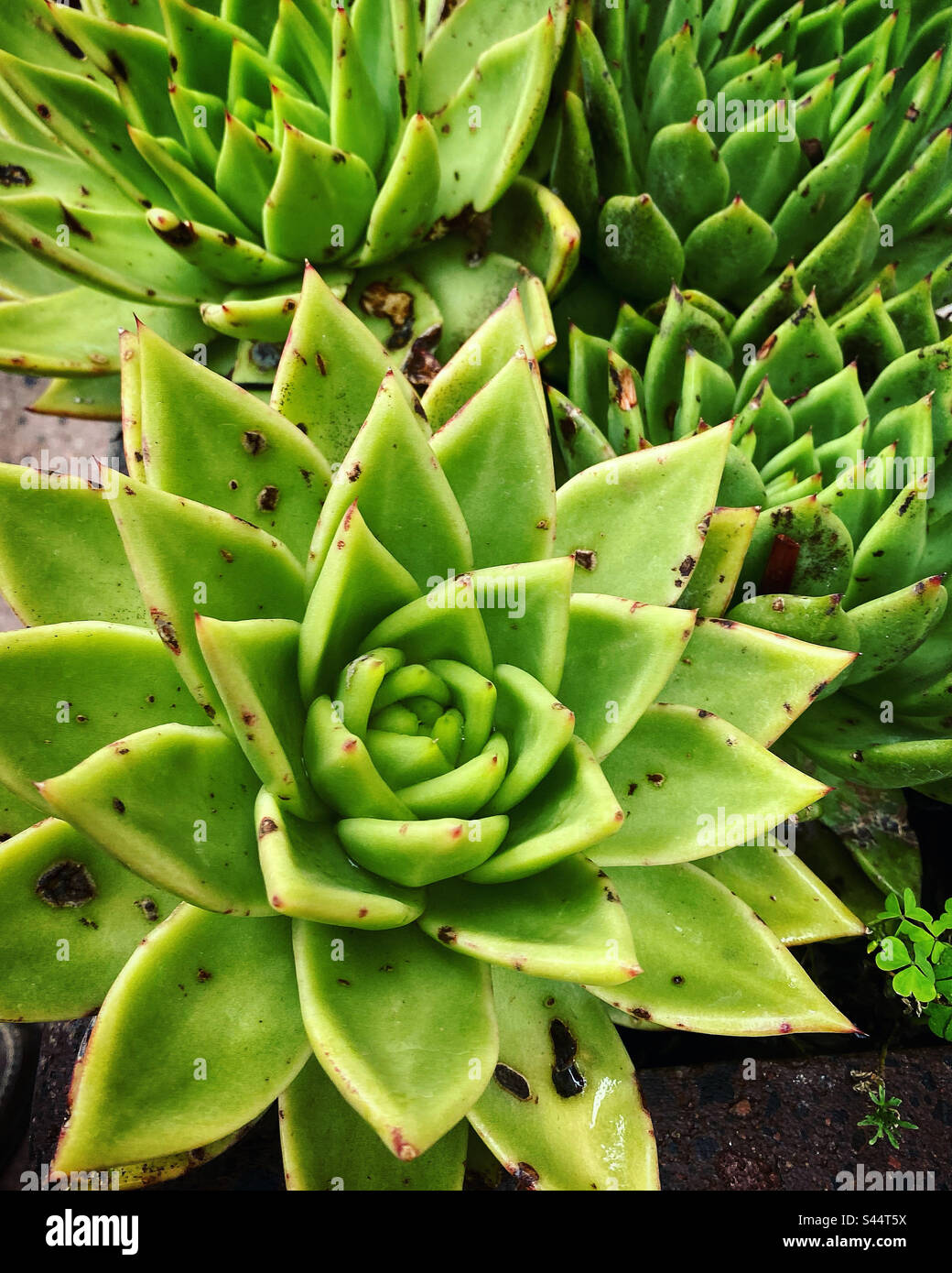 Grüne geometrische Kaktuspflanzen schmücken einen Garten in Mexiko Stockfoto