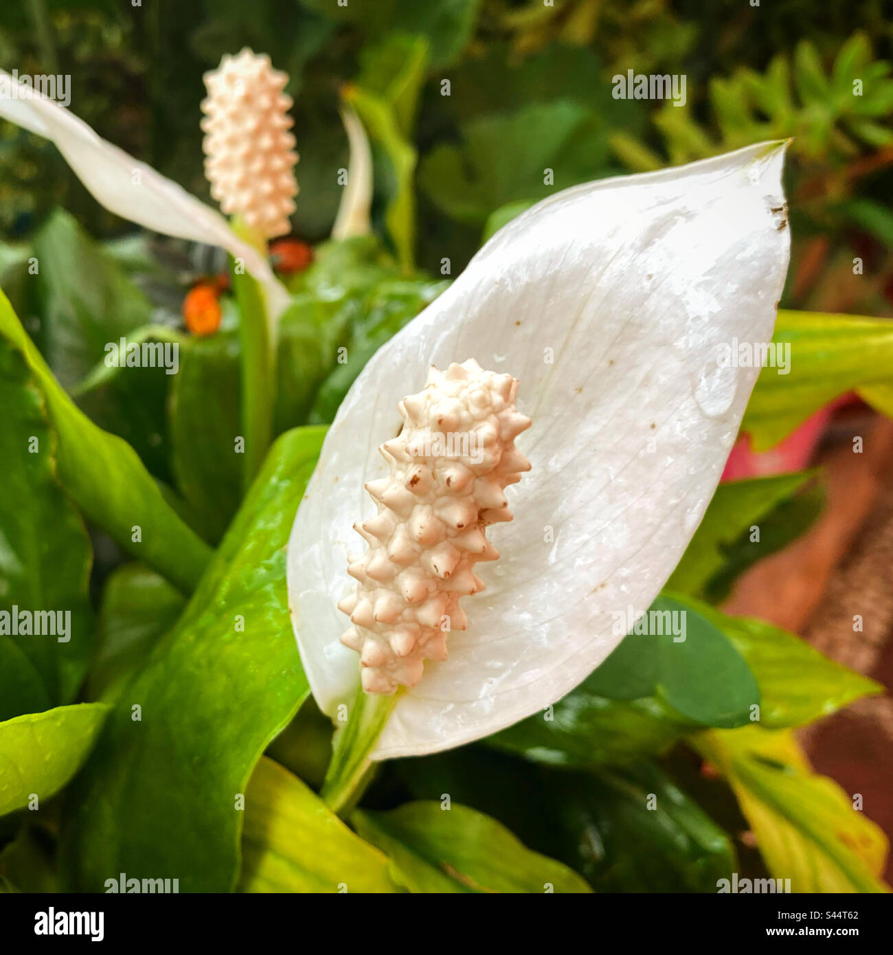 Eine weiße Blume in einem Garten in Mexiko Stockfoto