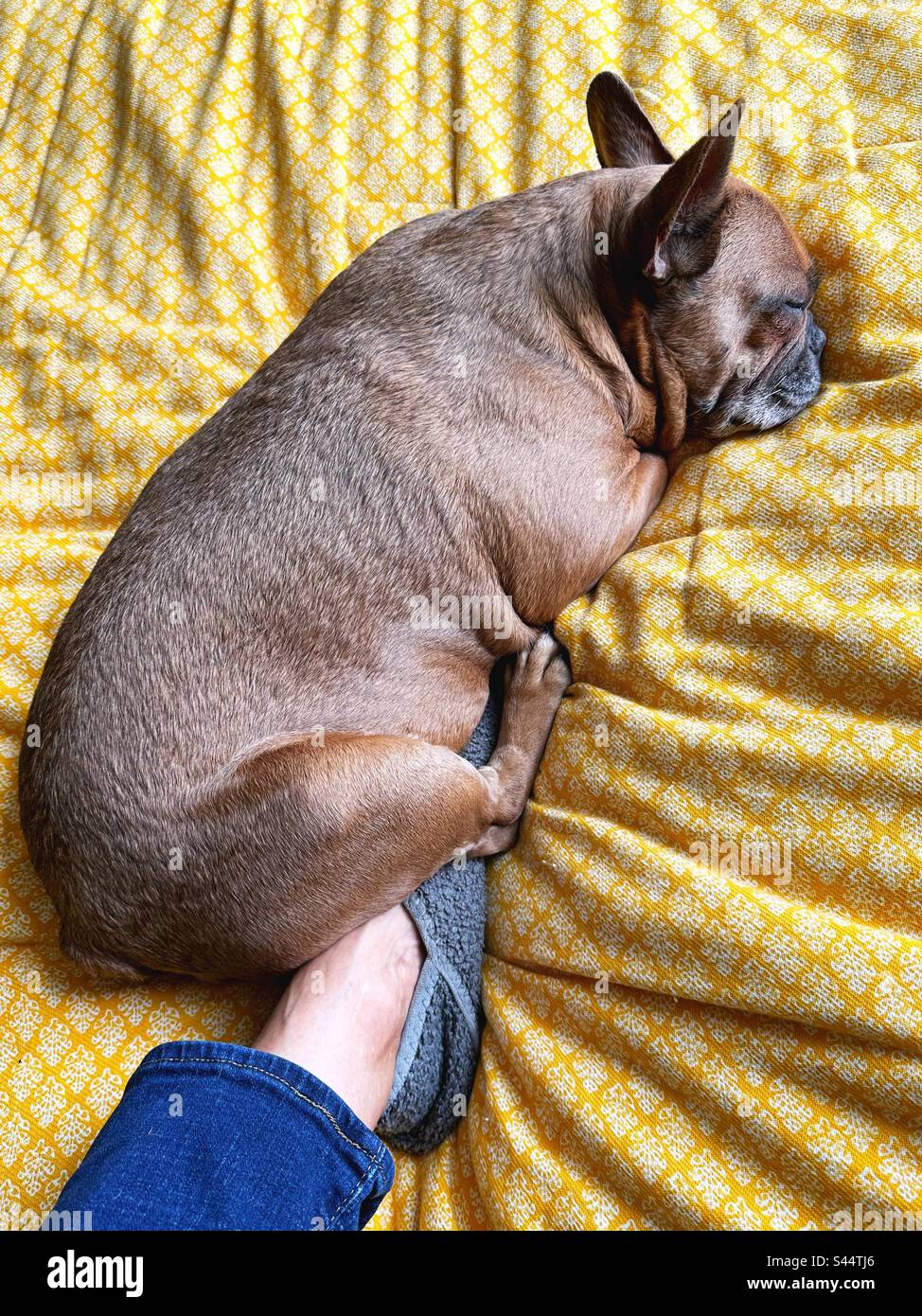 Eine süße, schlafende, französische Bulldogge, die auf dem Fuß einer Person liegt. Stockfoto