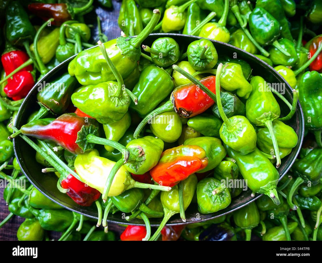 Grüne und rote scharfe Chilis zum Verkauf auf einem Straßenmarkt in Toliman, Queretaro, Mexiko Stockfoto