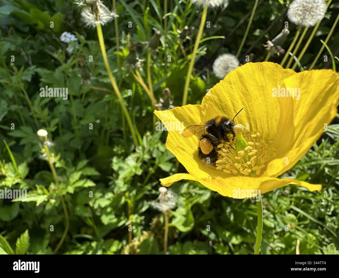 Biene, die eine walisische Mohnblume bestäubt Stockfoto