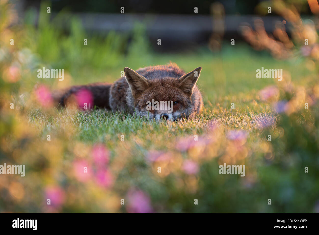 Ein Fuchs ruht auf dem Gras - Smartphone-aufgenommenes Stockfoto