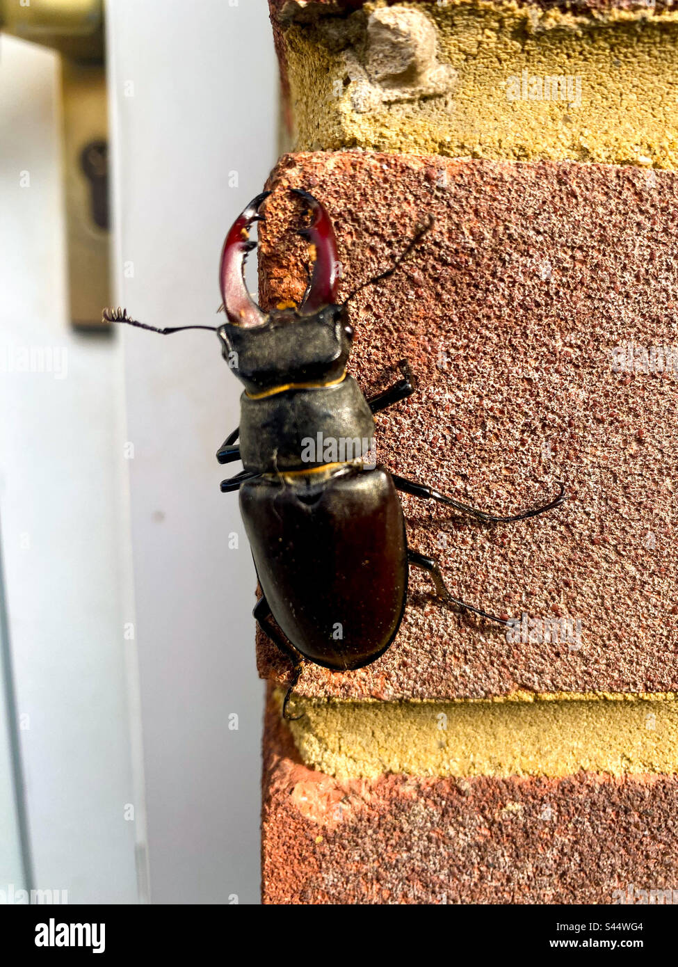 Hirschkäfer, der eine Ziegelmauer hochkrabbelt. - Smartphone-aufgenommenes Stockfoto