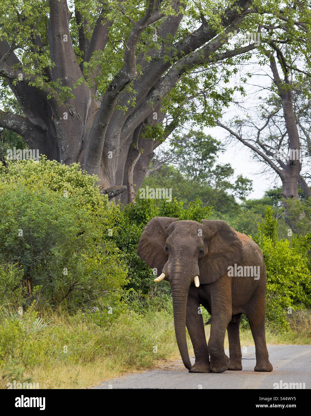 Afrikanischer Elefant mit großem Baobab-Baum. Stockfoto