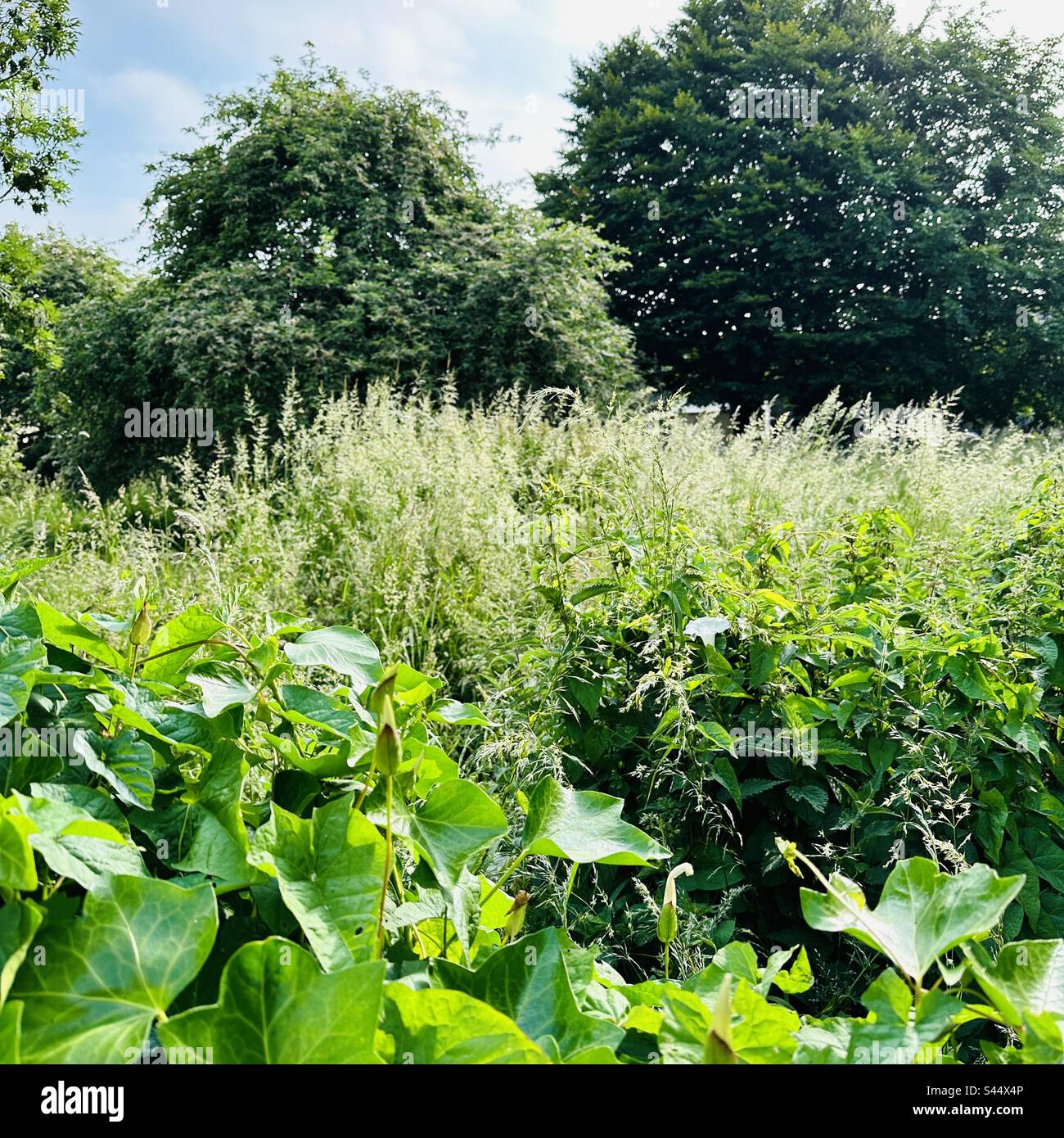 Überwucherter englischer Obstgarten nach No Mow May Stockfoto