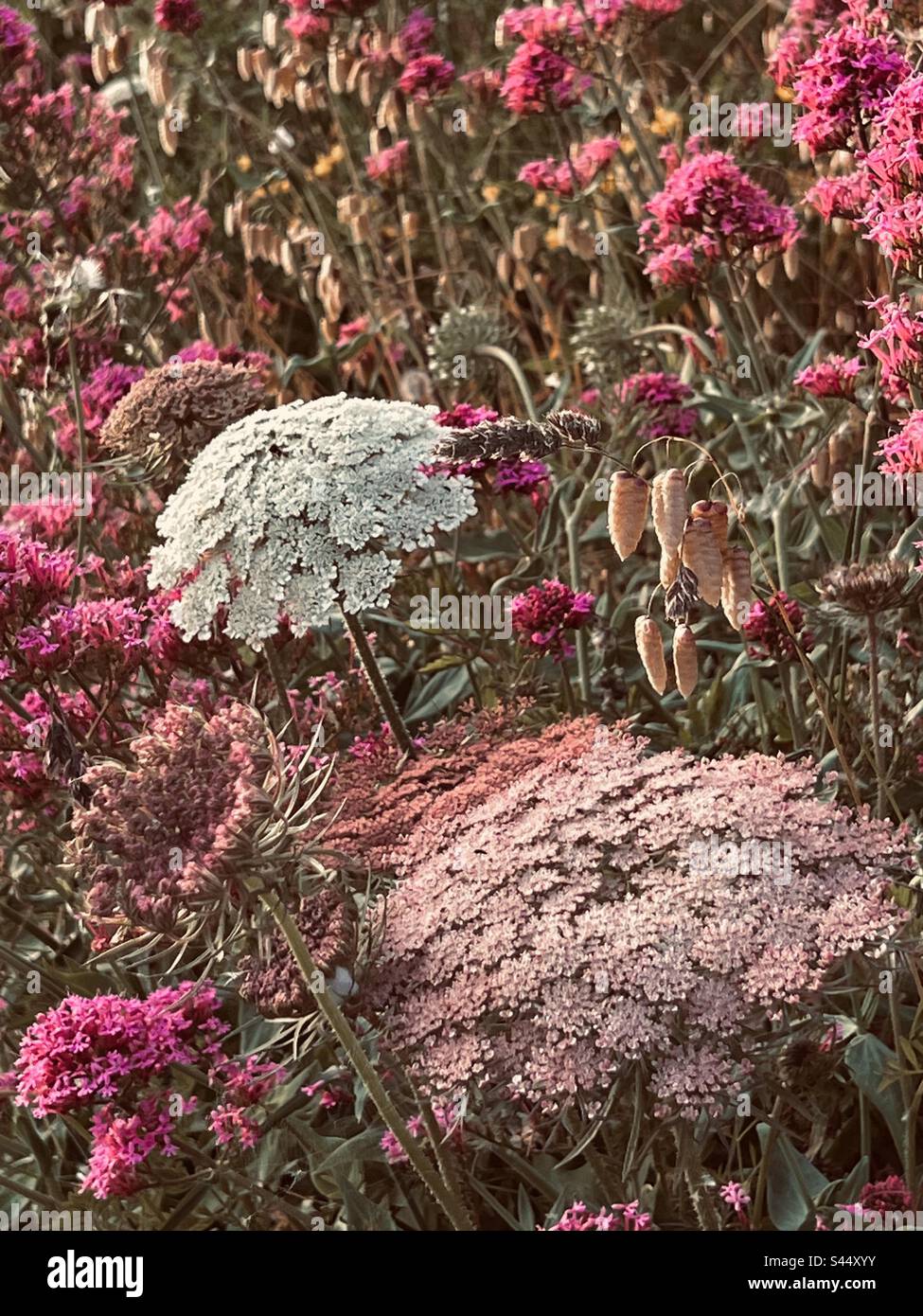 Nostalgische Wildblumen wie Baldrian entlang des südwestlichen Küstenpfads, Seaton, Cornwall England Stockfoto