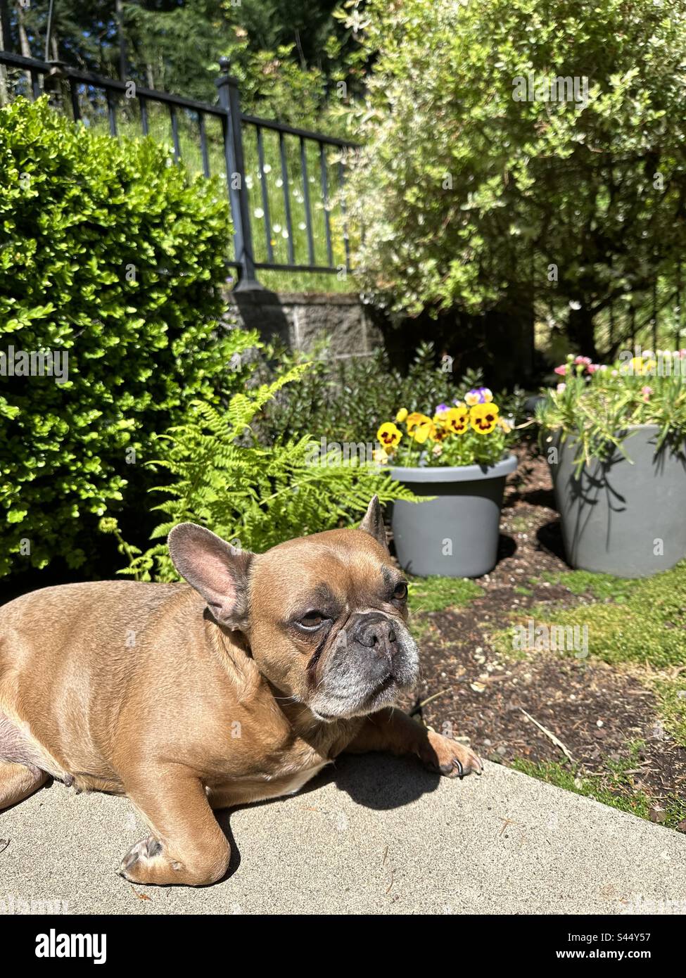 Eine süße französische Bulldogge, die in der Sonne in einem Terrassengarten liegt. Stockfoto