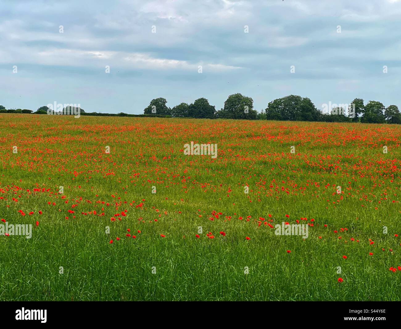 Rote Mohnblumen auf einem Feld in Medstead, Hampshire, England, Großbritannien. Stockfoto