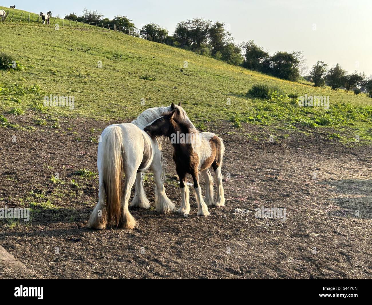 Zwei Zigeuner-cobb-Pferde küssen sich gegenseitig auf einem Feld - Smartphone-aufgenommenes Stockfoto