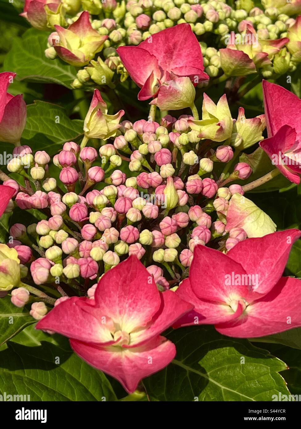 Hortensien Spitzenkappe Rote Blütenstrauchpflanze Stockfoto