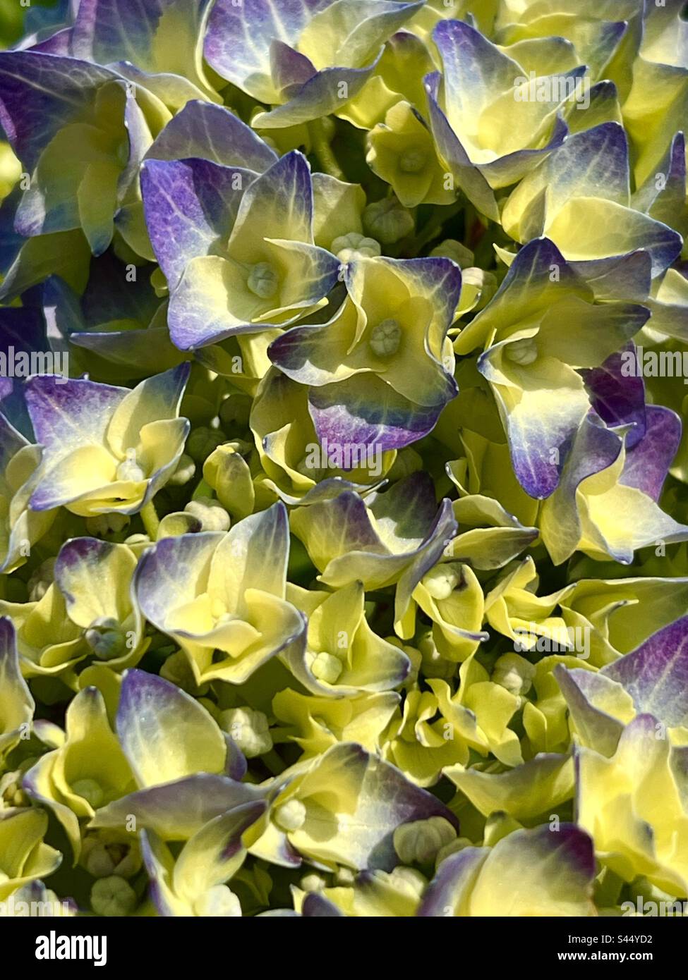 Hortensien-Blauer MOPHEAD, Moppkopfblumen Stockfoto