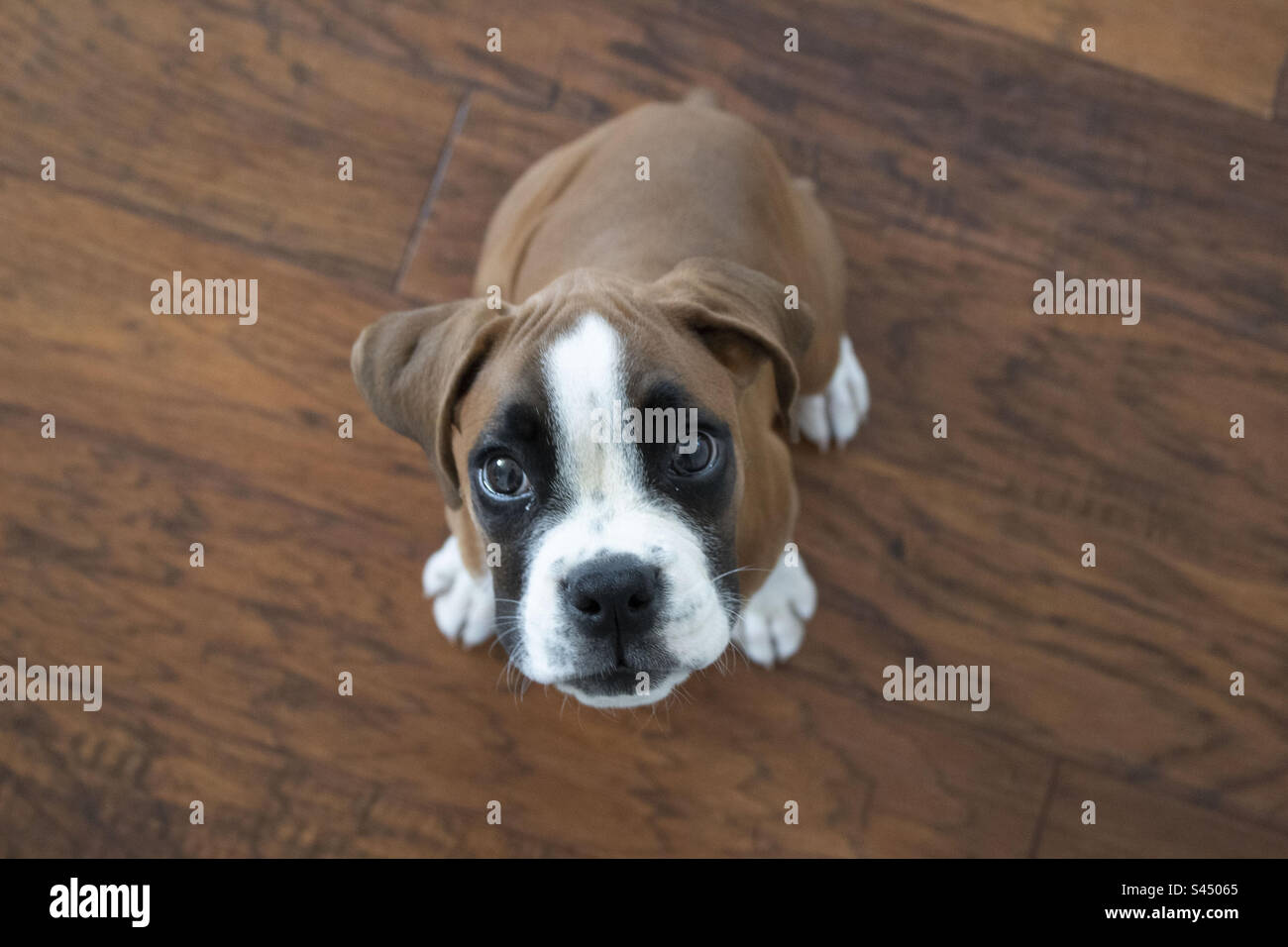 Süßes Boxerwelpe, das aufschaut. Große Hundeaugen. Stockfoto